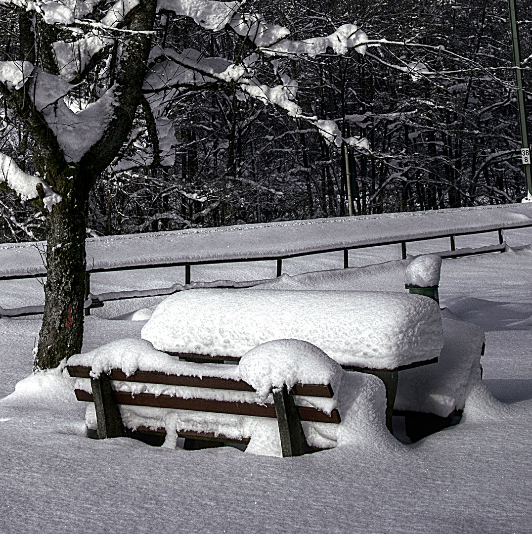 am Wegesrand im Murgtal (Nordschwarzwald)