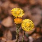 Am Wegesrand im Odenwald