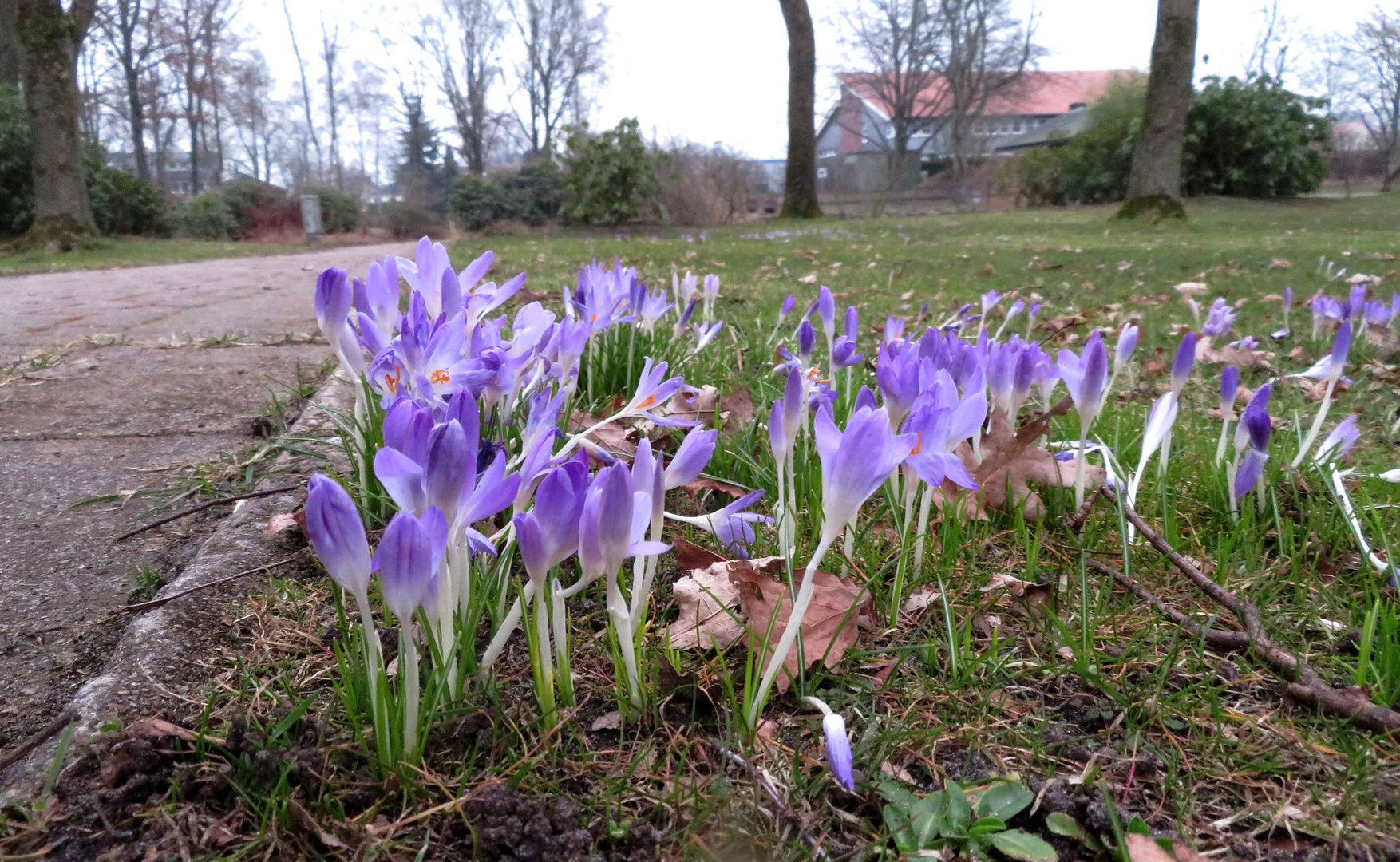 am Wegesrand im Stadtpark ...