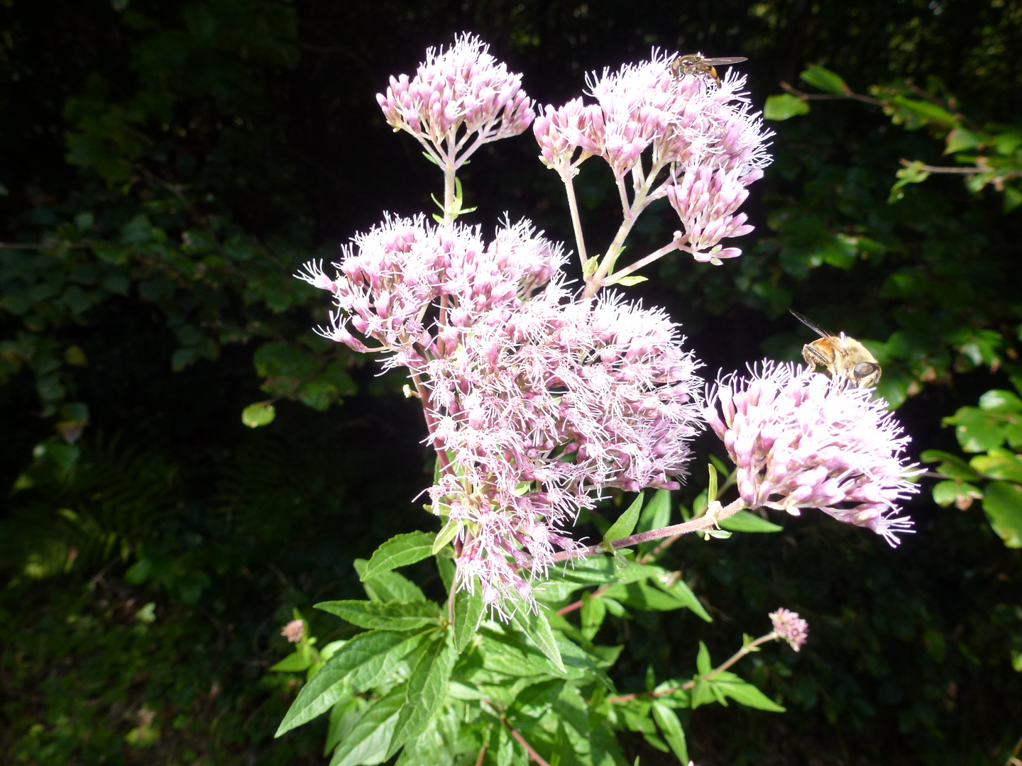 Am Wegesrand im Wald