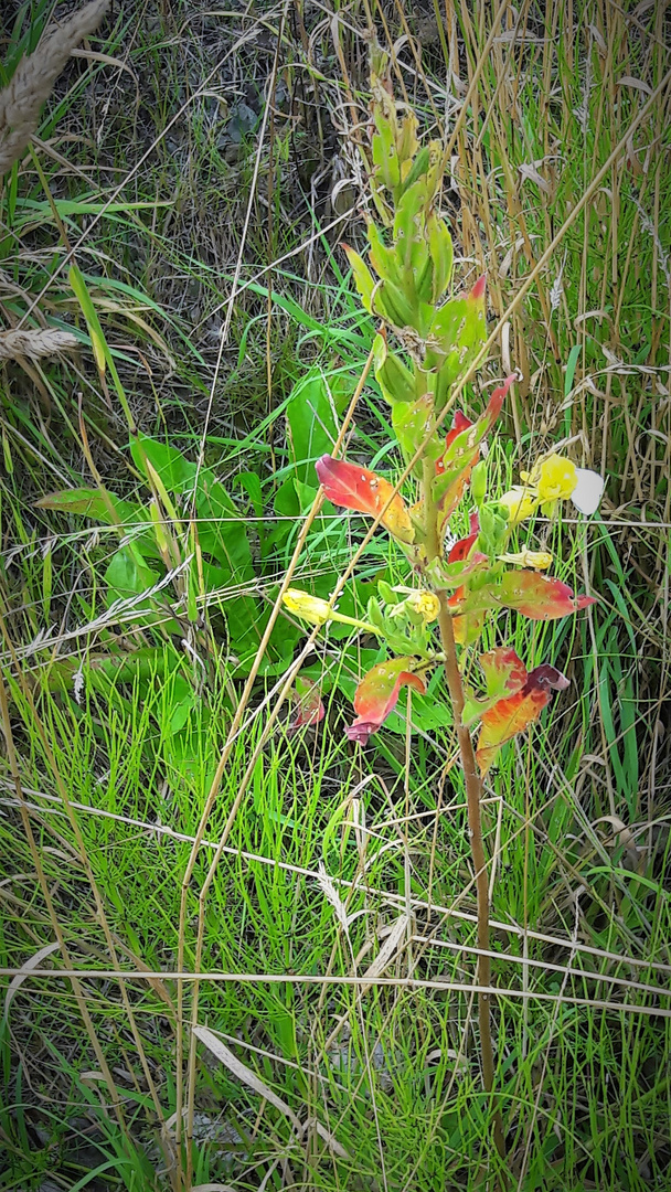 Am Wegesrand : Immer noch grün und bunt