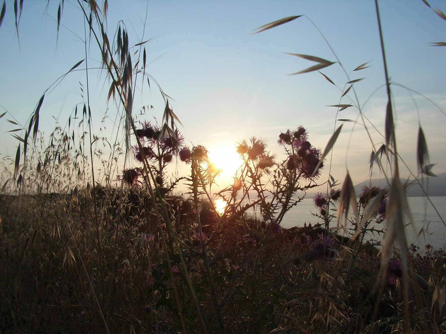 am Wegesrand in Abendstimmung