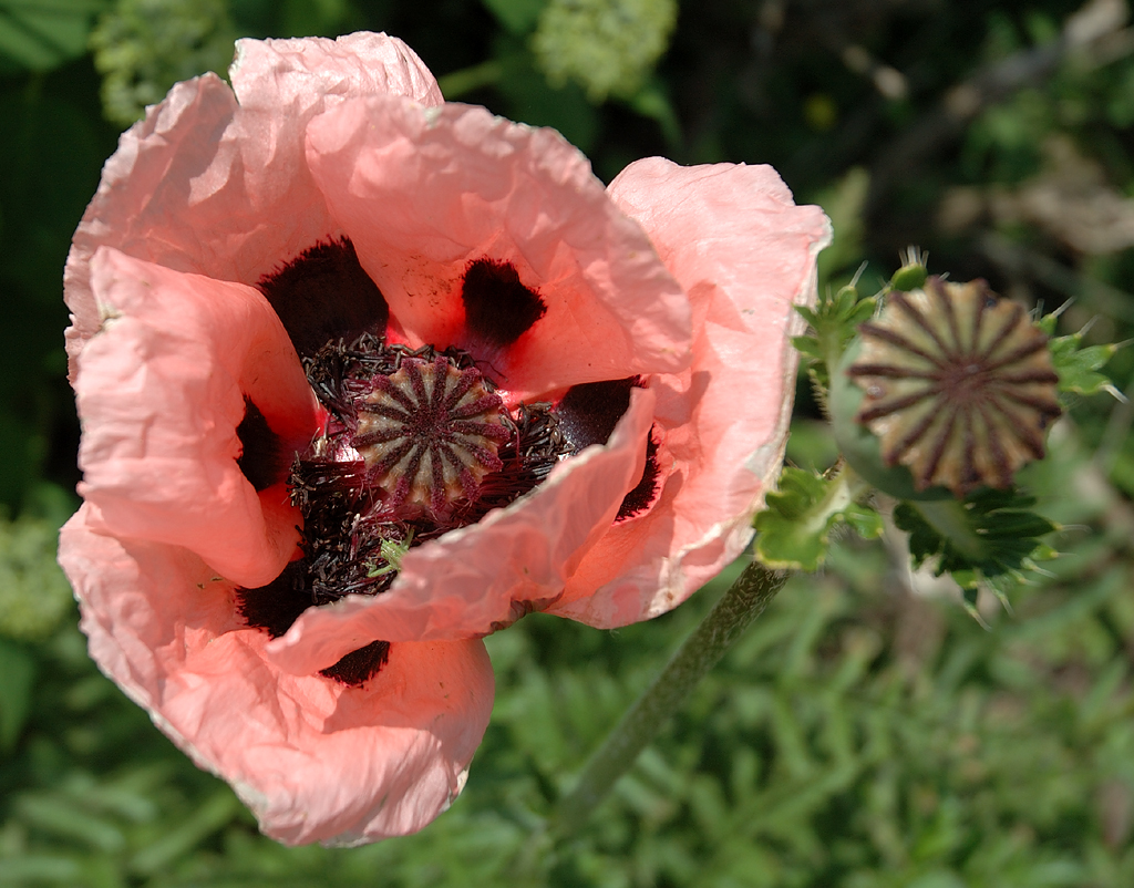 Am Wegesrand in Niederkassel - nicht üblicher Feldmohn