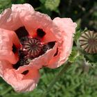 Am Wegesrand in Niederkassel - nicht üblicher Feldmohn