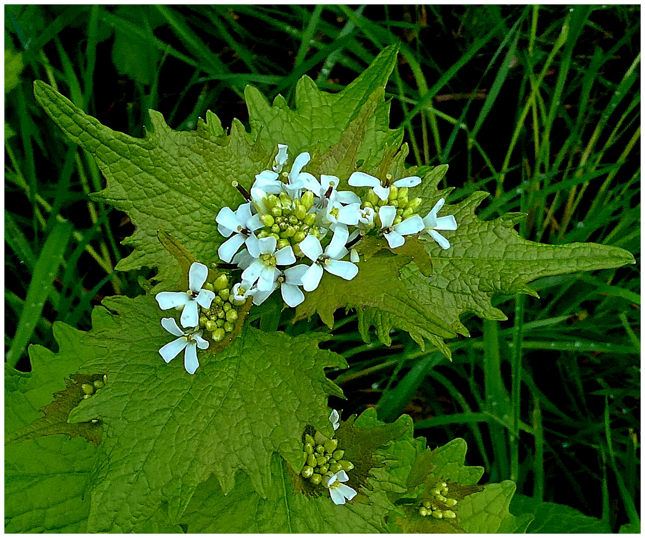 Am Wegesrand - Knoblauchsrauke