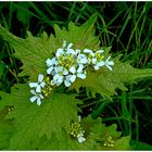 Am Wegesrand - Knoblauchsrauke