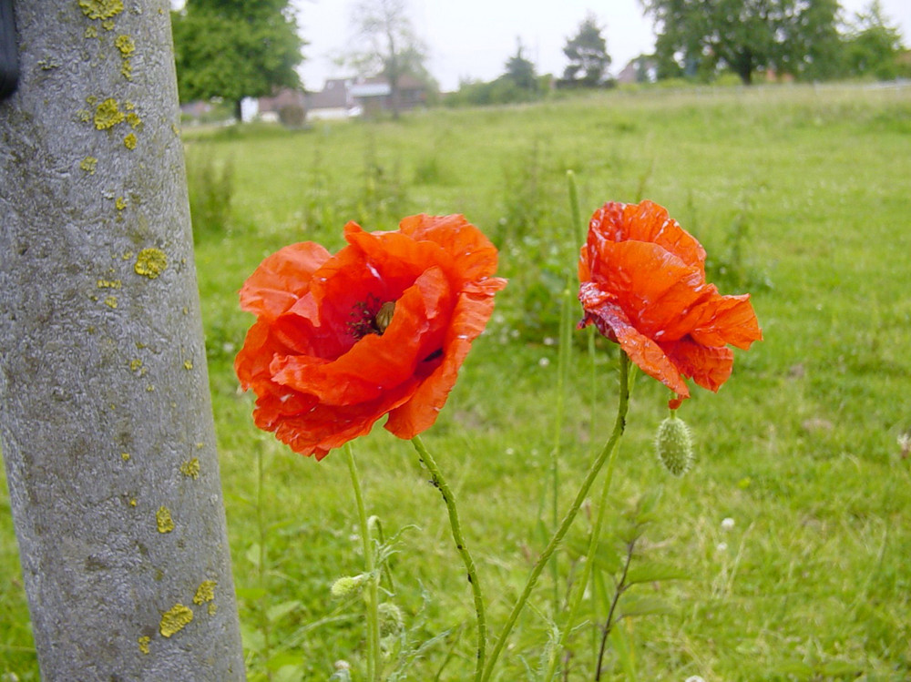 Am Wegesrand - Mohnblüte !!!