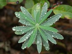 Am Wegesrand (nach dem Regen)