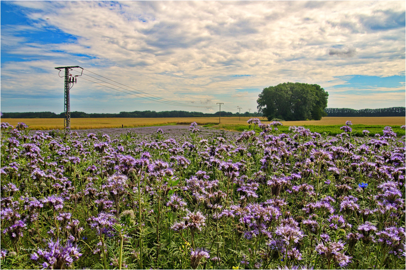 Am Wegesrand (Phacelia) 