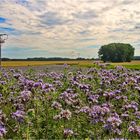 Am Wegesrand (Phacelia) 