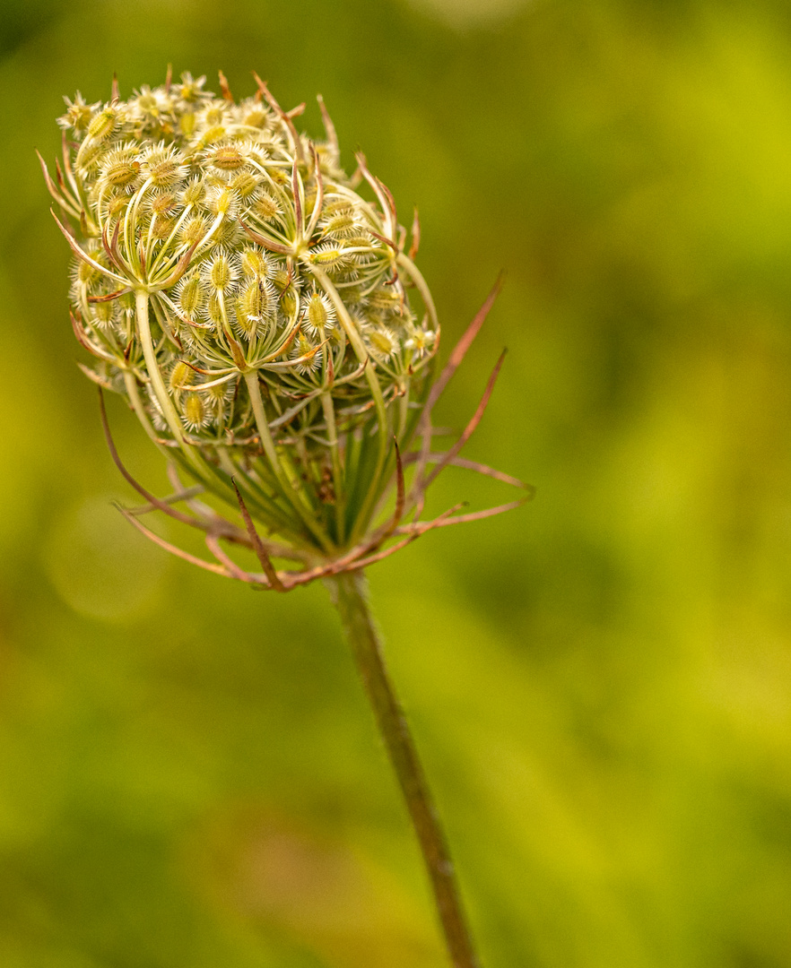 Am Wegesrand (Schmetterlingspfad in Willebadessen)