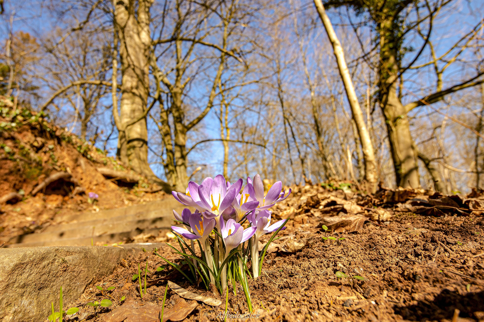 Am Wegesrand zum Schlossbergpark