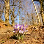 Am Wegesrand zum Schlossbergpark