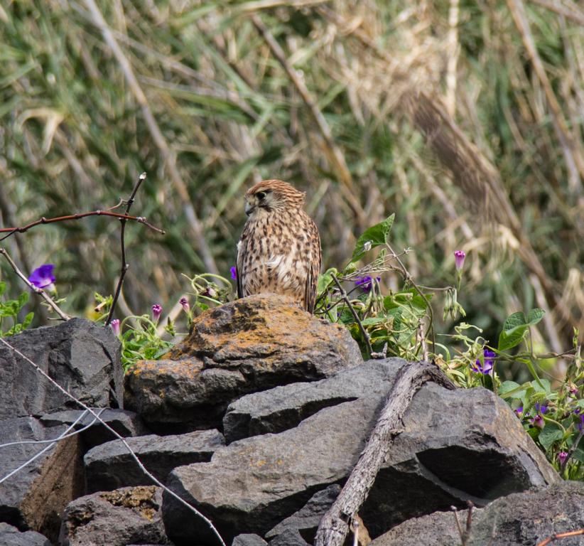 ...am Wegesrand....in Madeira.....