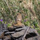 ...am Wegesrand....in Madeira.....