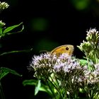 Am Wegrand hinter Blüten