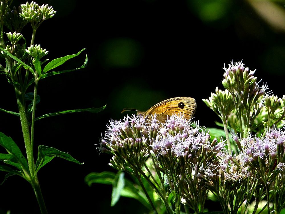 Am Wegrand hinter Blüten