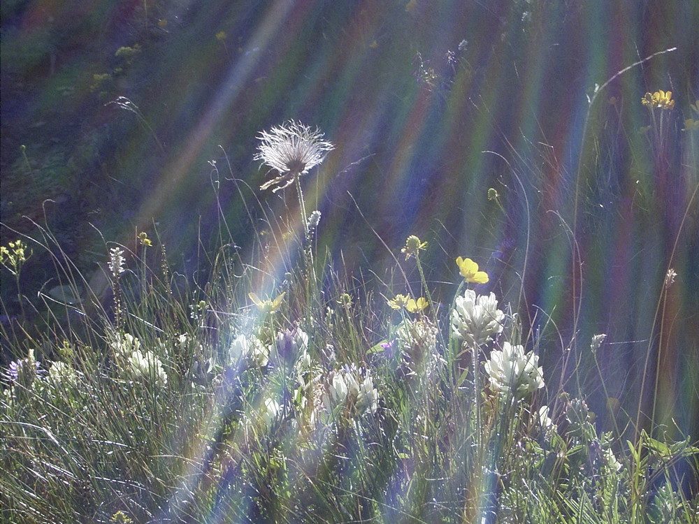 Am Wegrand in den Dolomiten