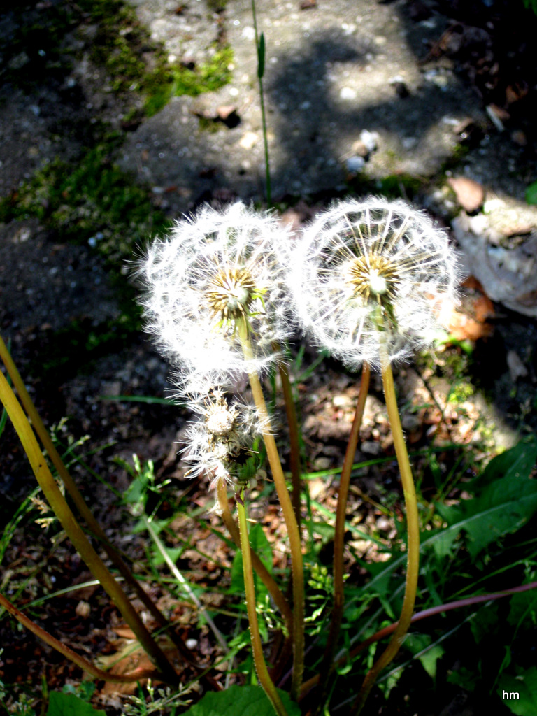 Am Wegrand: Pusteblume