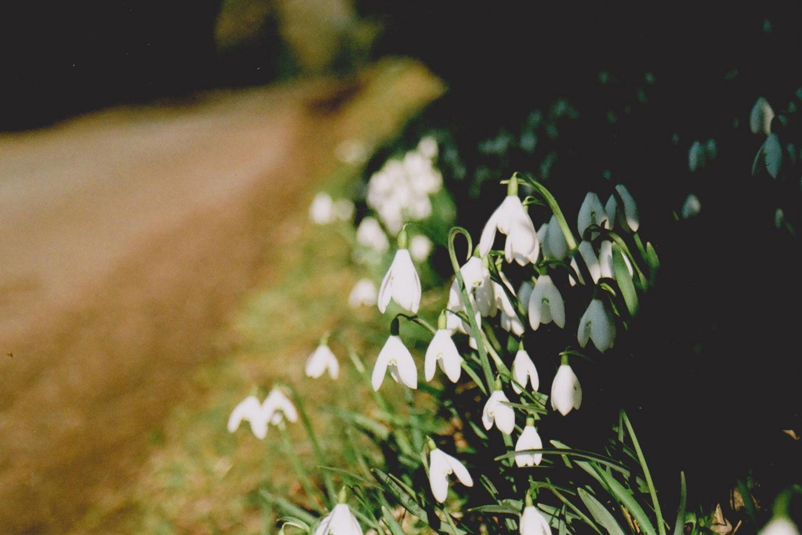 Am Wegrand...oder Frühling in Wales