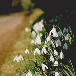 Am Wegrand...oder Frühling in Wales