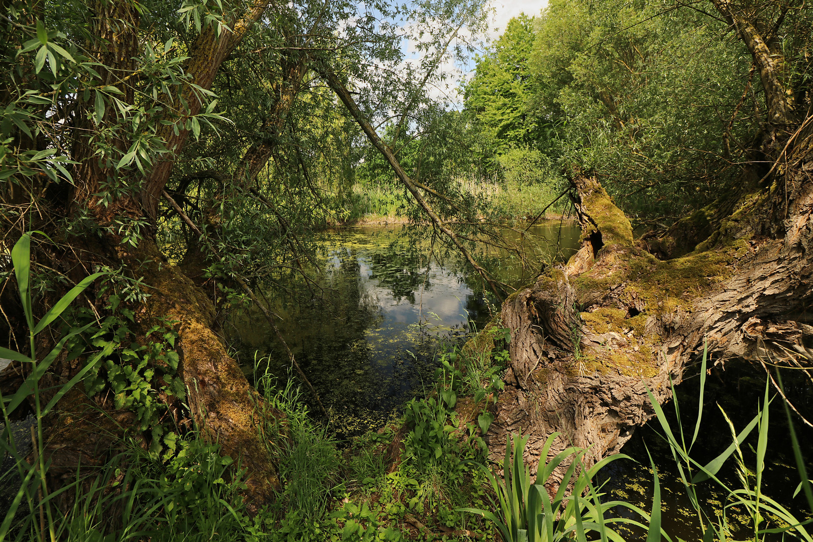 Am Weidenufer