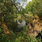 Am Weidenufer