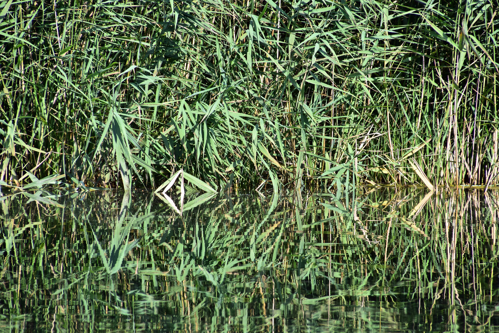  am Weiher