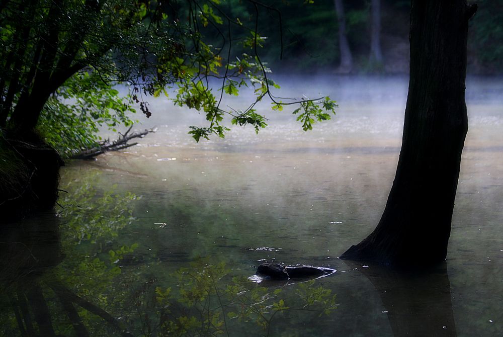 Am Weiher