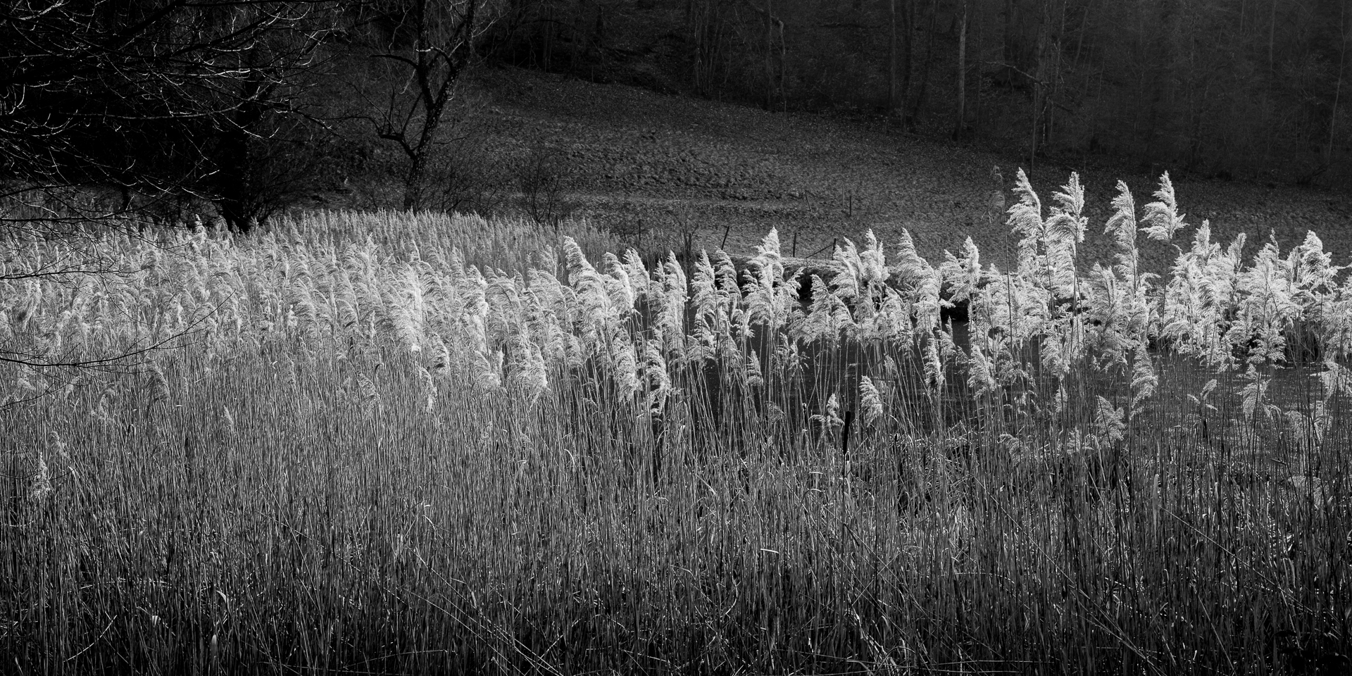 am Weiher (1)