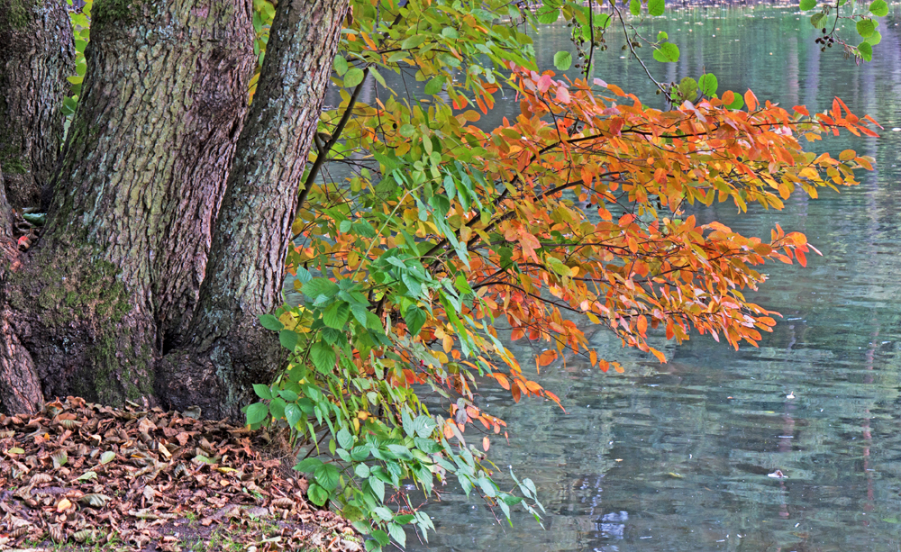 Am Weiher