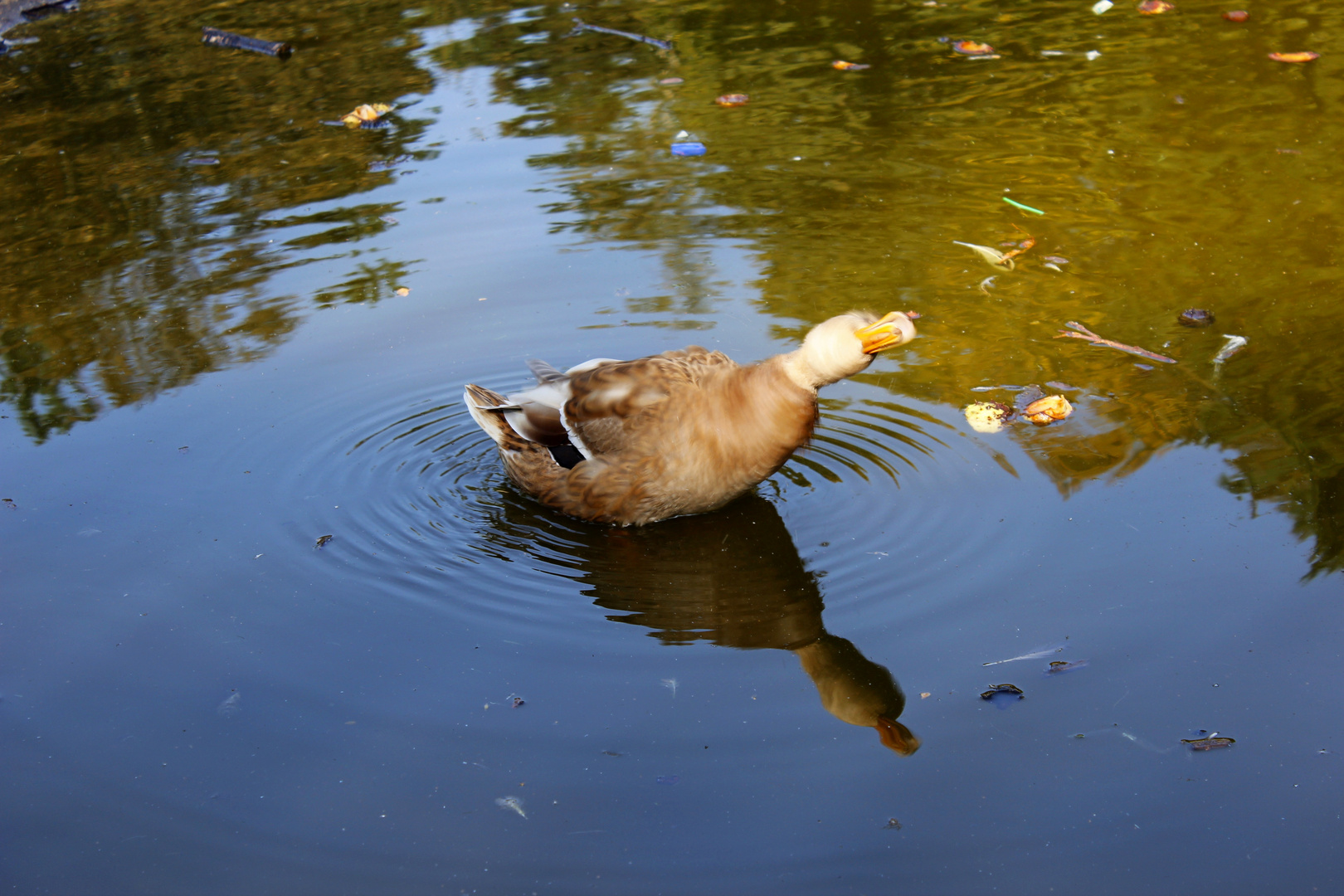 am Weiher