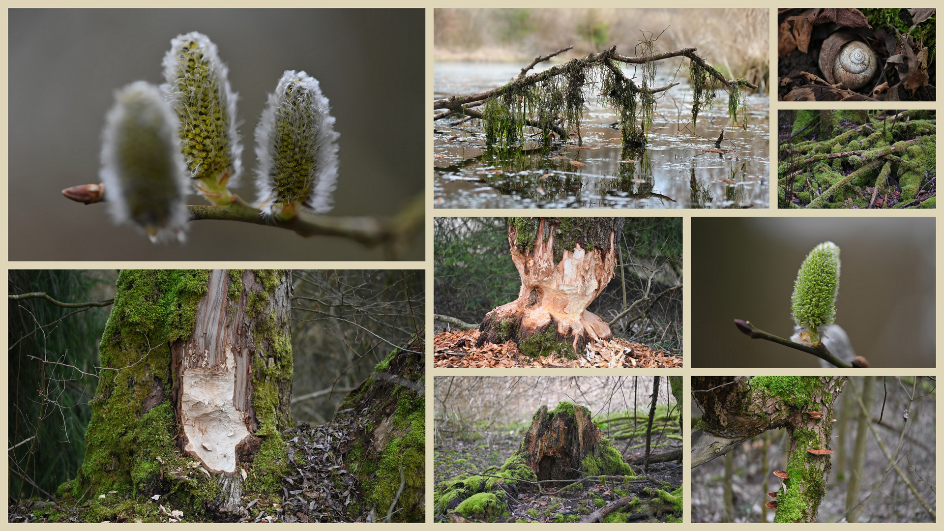 Am Weiher...