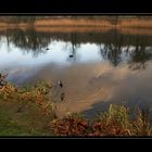 Am Weiher