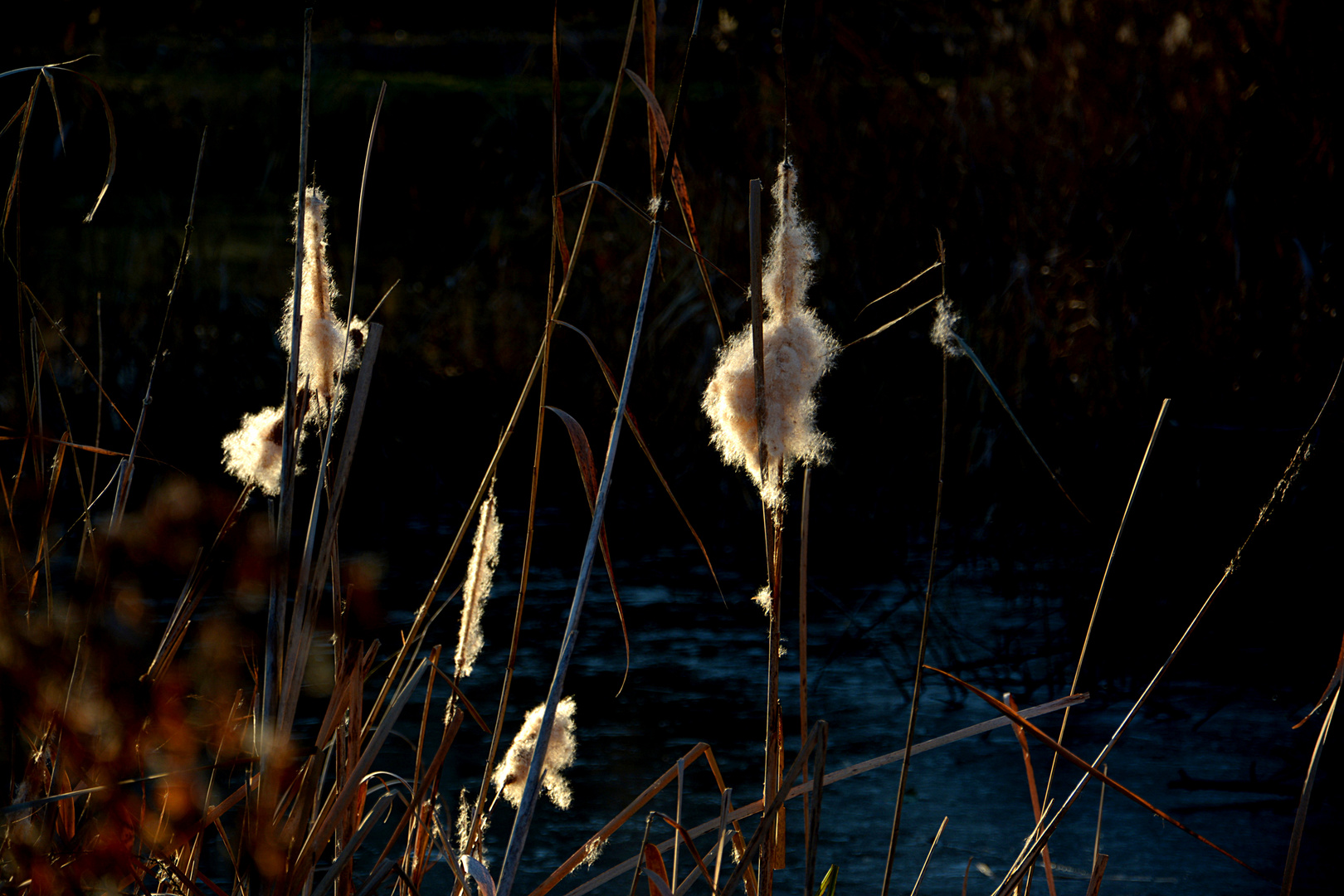 Am Weiher