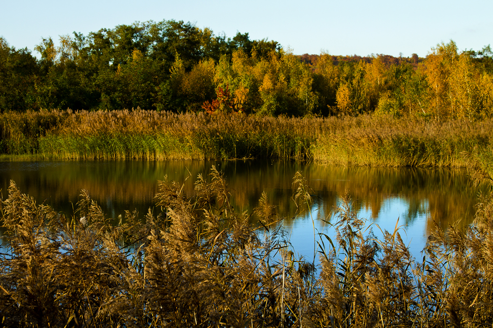 Am Weiher