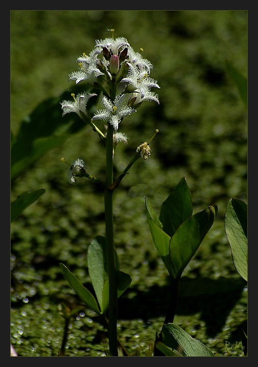 Am Weiher (4)