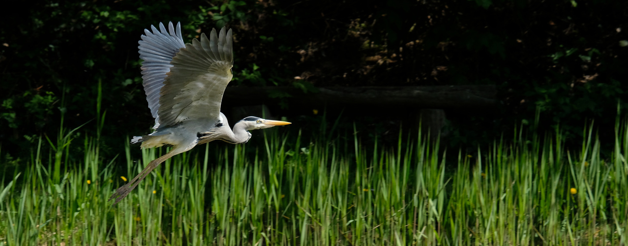 Am Weiher........