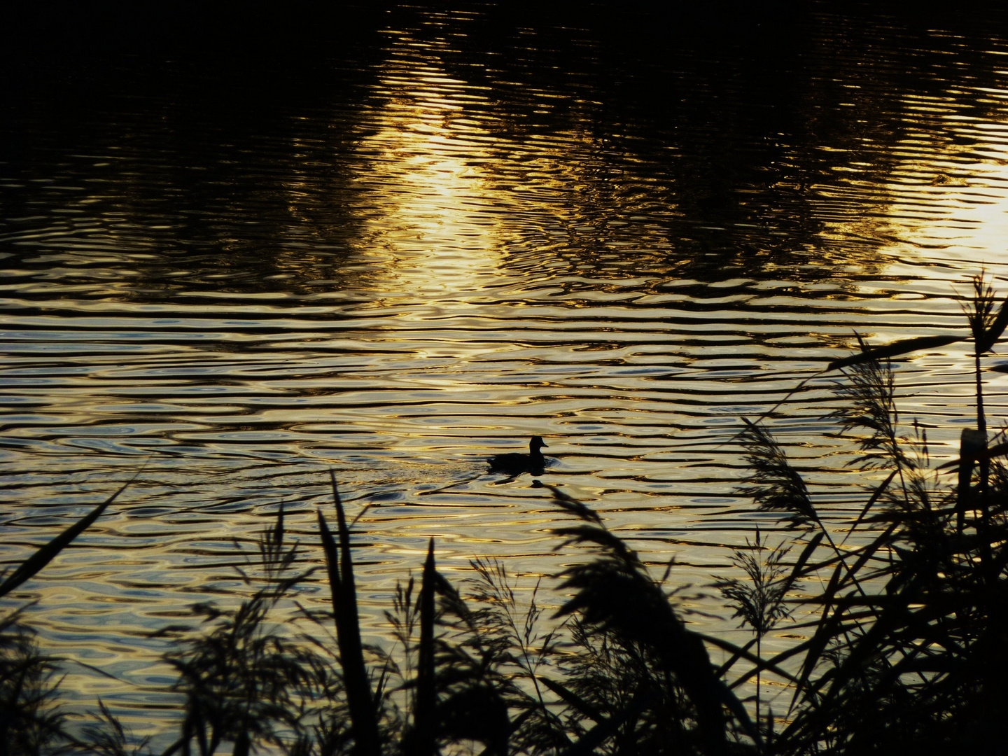 am Weiher