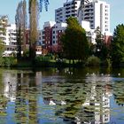 AM WEIHER