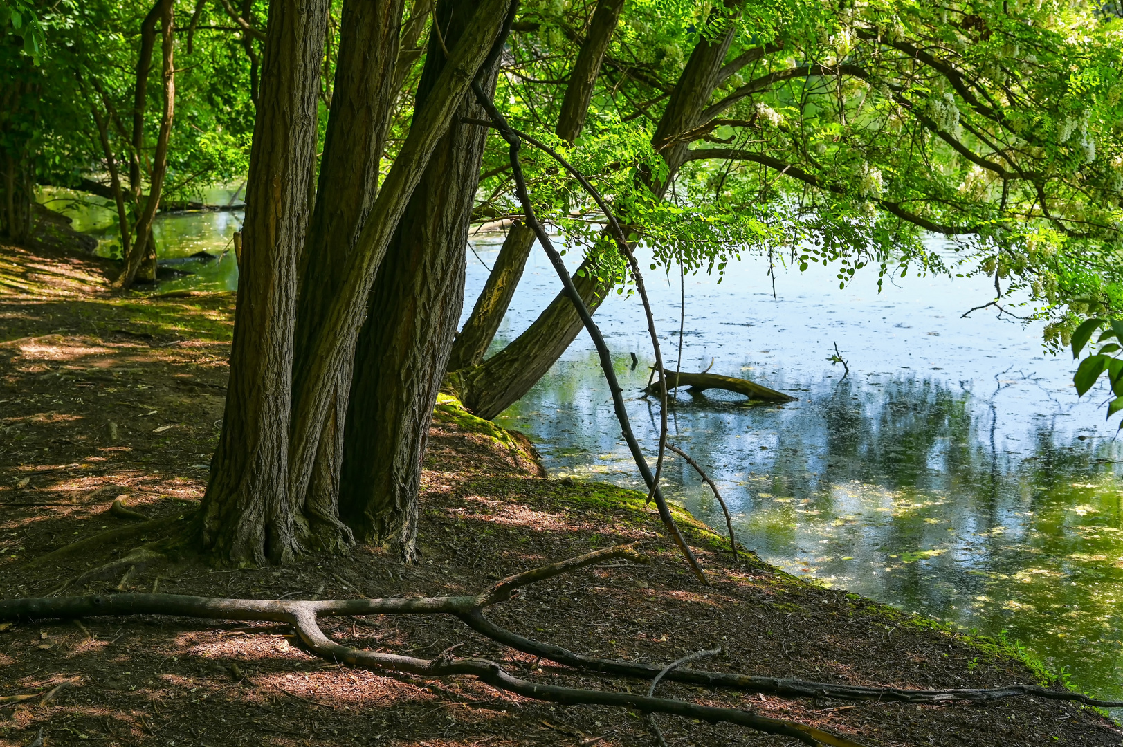 Am Weiher Foto & Bild frühling, natur, see Bilder auf