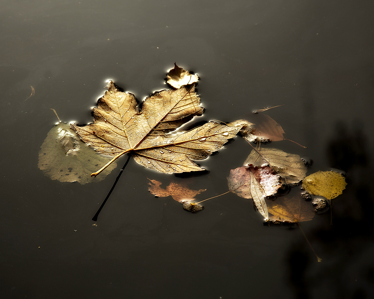 Am Weiher