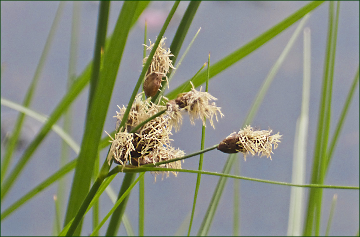 Am Weiher