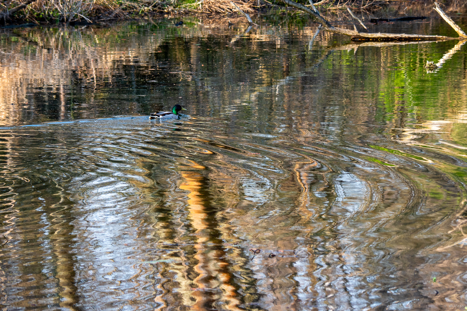 Am Weiher ...