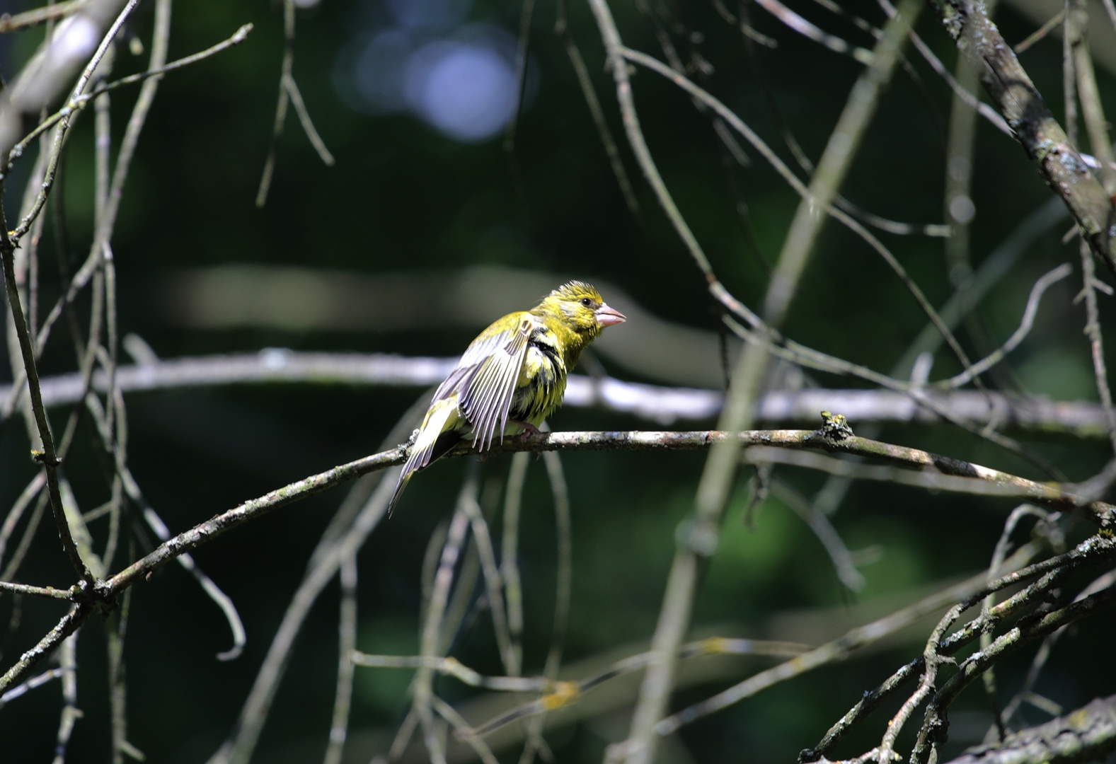 am Weiher