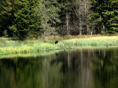 am Weiher