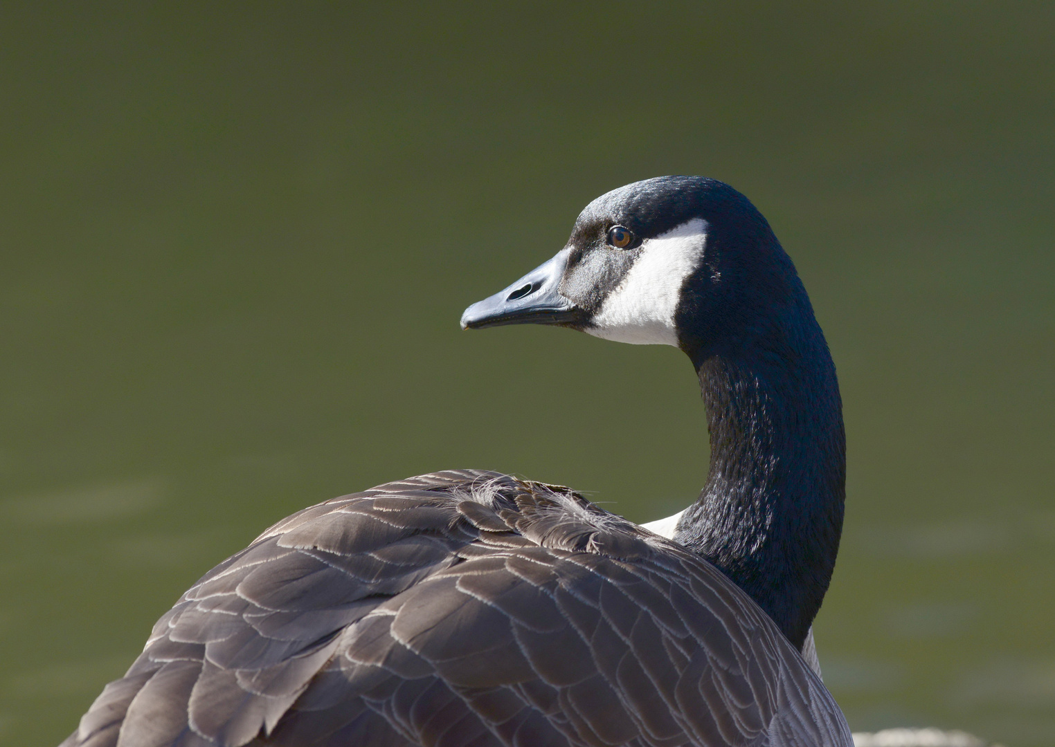 Am Weiher