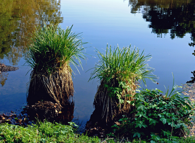 Am Weiher