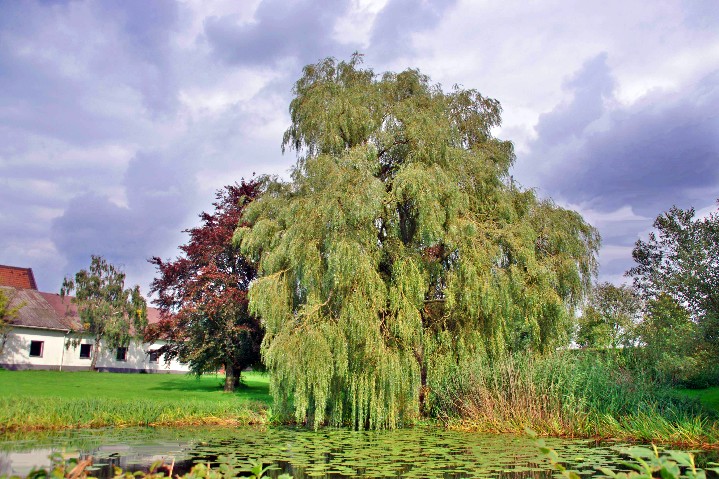 am Weiher ...