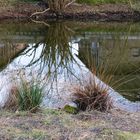 Am Weiher